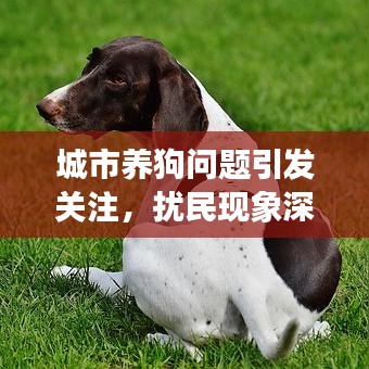 城市養(yǎng)狗問題引發(fā)關(guān)注，擾民現(xiàn)象深度解析