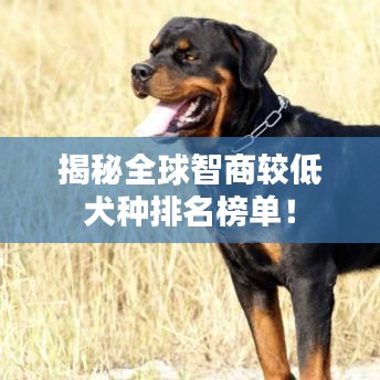 揭秘全球智商較低犬種排名榜單！