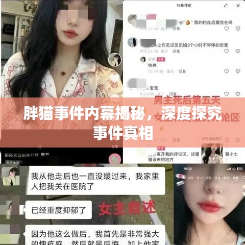 胖貓事件內(nèi)幕揭秘，深度探究事件真相