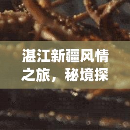 湛江新疆風情之旅，秘境探索與美食打卡攻略