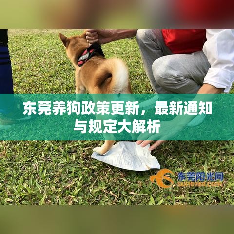 東莞養(yǎng)狗政策更新，最新通知與規(guī)定大解析
