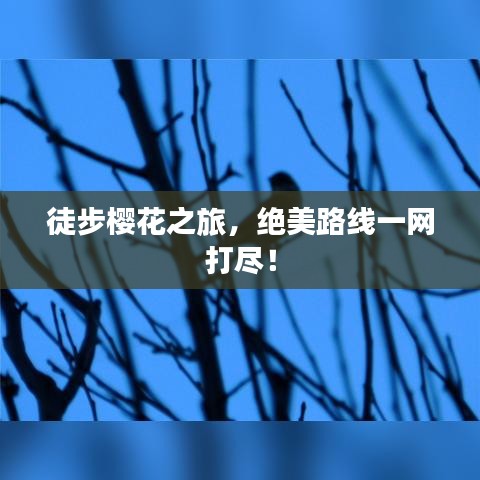 徒步櫻花之旅，絕美路線一網(wǎng)打盡！