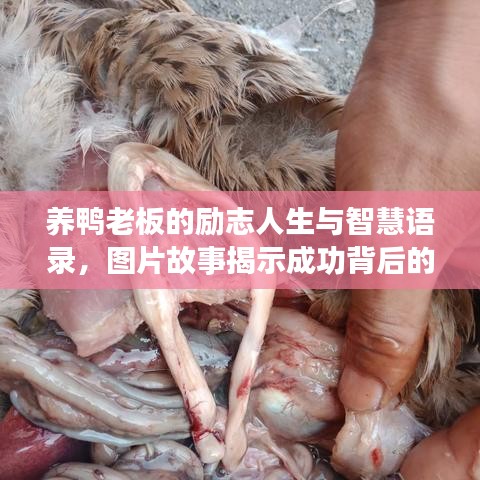 養(yǎng)鴨老板的勵志人生與智慧語錄，圖片故事揭示成功背后的奮斗歷程