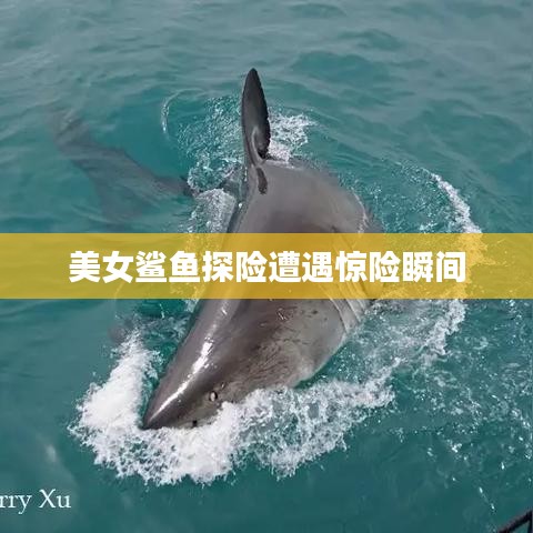 美女鯊魚探險(xiǎn)遭遇驚險(xiǎn)瞬間