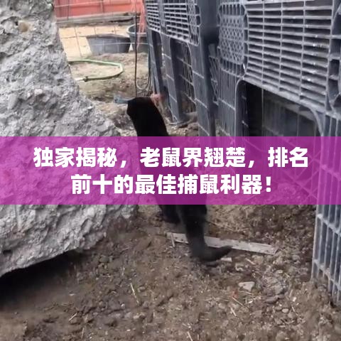 獨(dú)家揭秘，老鼠界翹楚，排名前十的最佳捕鼠利器！