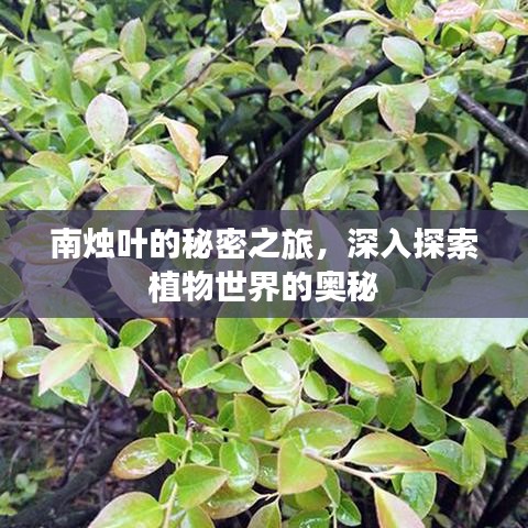 南燭葉的秘密之旅，深入探索植物世界的奧秘