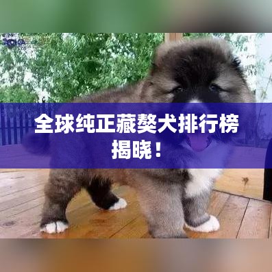 全球純正藏獒犬排行榜揭曉！