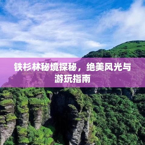 鐵杉林秘境探秘，絕美風(fēng)光與游玩指南