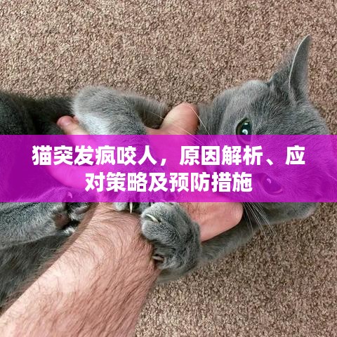 貓突發(fā)瘋咬人，原因解析、應對策略及預防措施