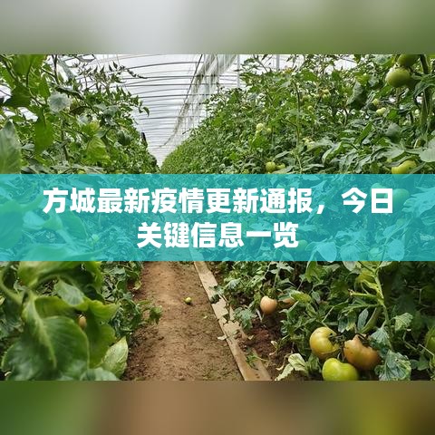 方城最新疫情更新通報，今日關鍵信息一覽