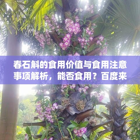 春石斛的食用價(jià)值與食用注意事項(xiàng)解析，能否食用？百度來(lái)揭秘！