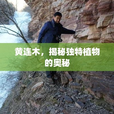 黃連木，揭秘獨特植物的奧秘