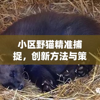 小區(qū)野貓精準(zhǔn)捕捉，創(chuàng)新方法與策略分享