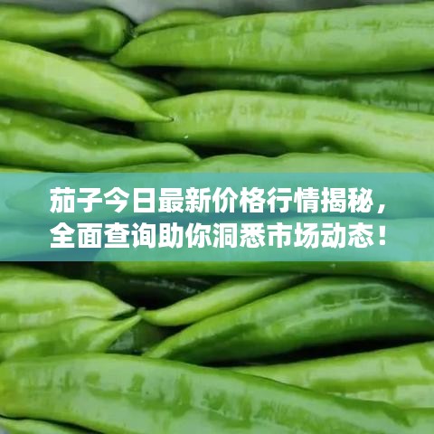茄子今日最新價格行情揭秘，全面查詢助你洞悉市場動態(tài)！