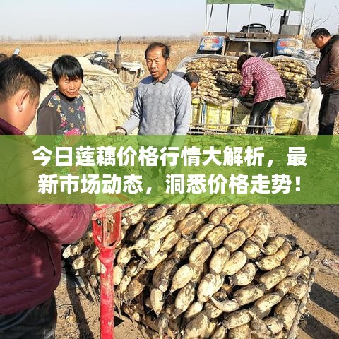 今日蓮藕價(jià)格行情大解析，最新市場動(dòng)態(tài)，洞悉價(jià)格走勢！