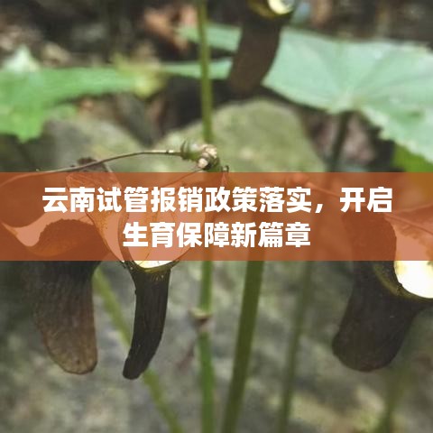 云南試管報(bào)銷政策落實(shí)，開啟生育保障新篇章