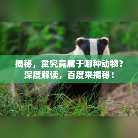 揭秘，貫究竟屬于哪種動物？深度解讀，百度來揭秘！