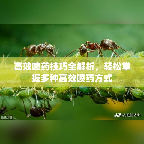 高效噴藥技巧全解析，輕松掌握多種高效噴藥方式