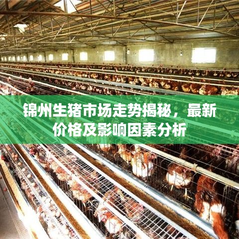 錦州生豬市場(chǎng)走勢(shì)揭秘，最新價(jià)格及影響因素分析