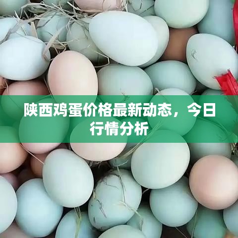 陜西雞蛋價格最新動態(tài)，今日行情分析