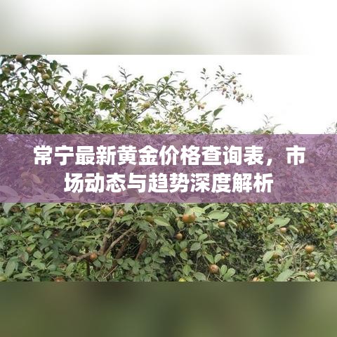 常寧最新黃金價(jià)格查詢表，市場動(dòng)態(tài)與趨勢深度解析