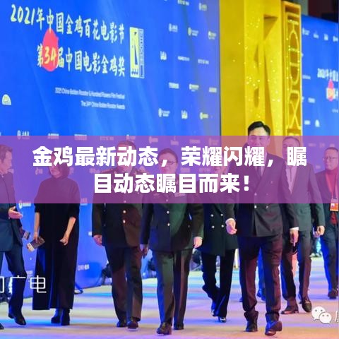金雞最新動(dòng)態(tài)，榮耀閃耀，矚目動(dòng)態(tài)矚目而來！