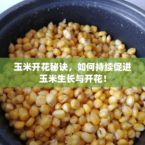 玉米開花秘訣，如何持續(xù)促進(jìn)玉米生長與開花！