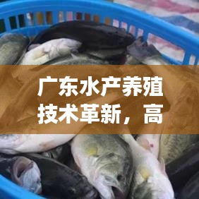 廣東水產(chǎn)養(yǎng)殖技術(shù)革新，高效與可持續(xù)的雙重典范之路