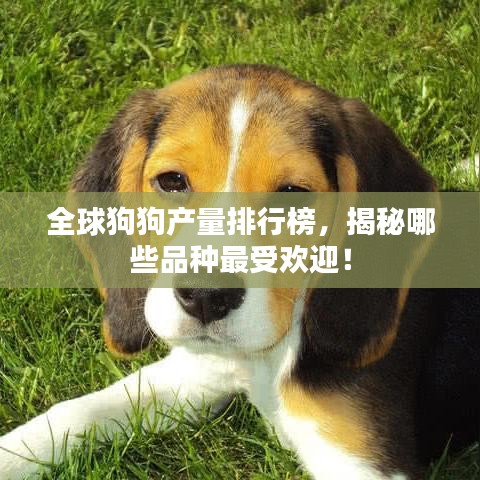全球狗狗產(chǎn)量排行榜，揭秘哪些品種最受歡迎！