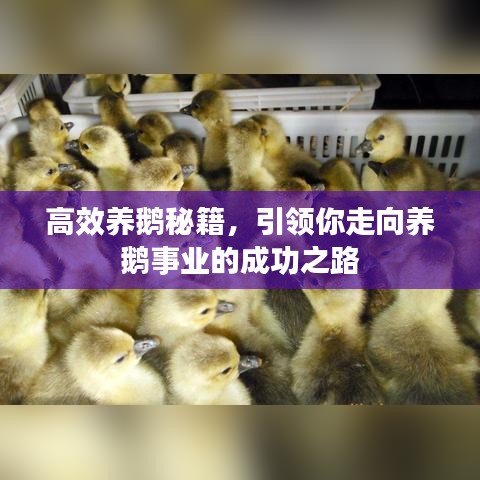 高效養(yǎng)鵝秘籍，引領(lǐng)你走向養(yǎng)鵝事業(yè)的成功之路