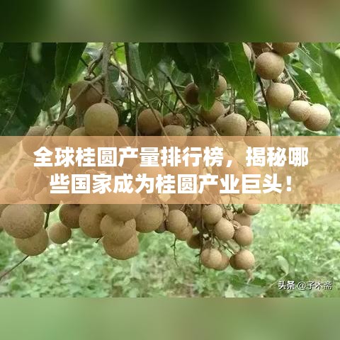 全球桂圓產(chǎn)量排行榜，揭秘哪些國家成為桂圓產(chǎn)業(yè)巨頭！