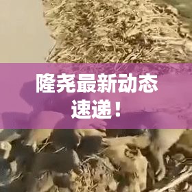 隆堯最新動(dòng)態(tài)速遞！