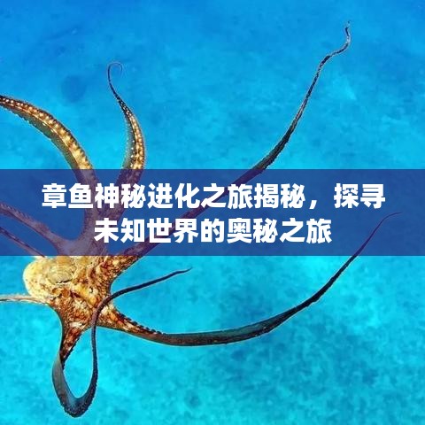 章魚神秘進化之旅揭秘，探尋未知世界的奧秘之旅