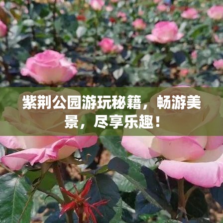 紫荊公園游玩秘籍，暢游美景，盡享樂趣！