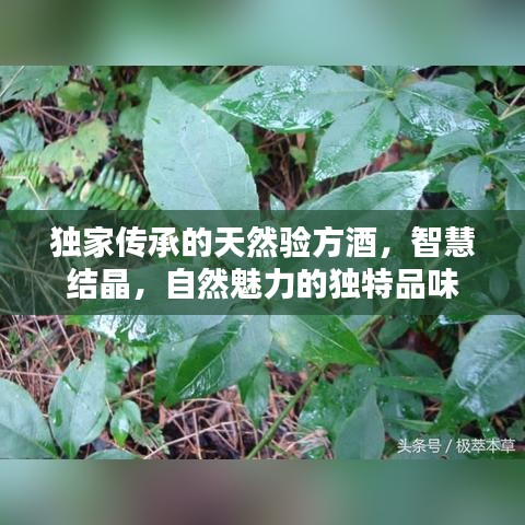 獨家傳承的天然驗方酒，智慧結(jié)晶，自然魅力的獨特品味
