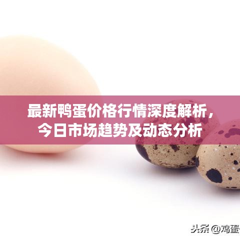 最新鴨蛋價(jià)格行情深度解析，今日市場(chǎng)趨勢(shì)及動(dòng)態(tài)分析