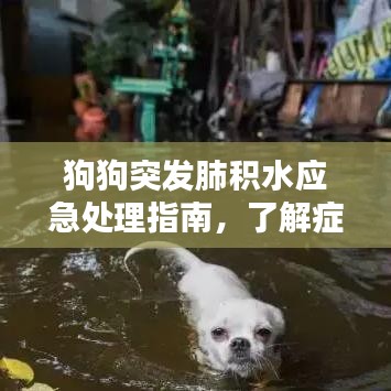 狗狗突發(fā)肺積水應(yīng)急處理指南，了解癥狀與應(yīng)對措施