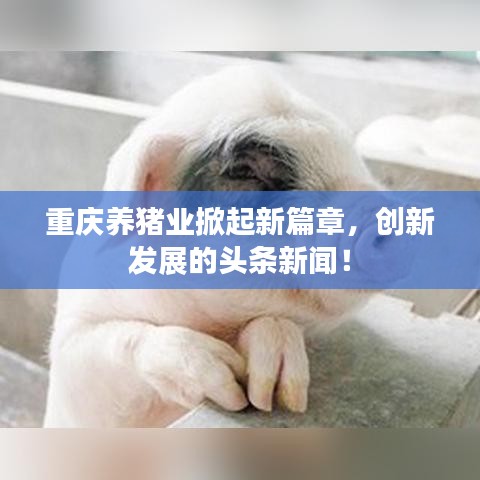重慶養(yǎng)豬業(yè)掀起新篇章，創(chuàng)新發(fā)展的頭條新聞！