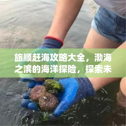 旅順趕海攻略大全，渤海之濱的海洋探險，探索未知的海底寶藏！