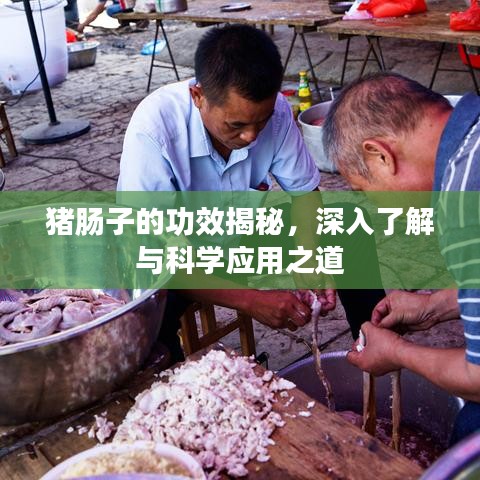 豬腸子的功效揭秘，深入了解與科學(xué)應(yīng)用之道