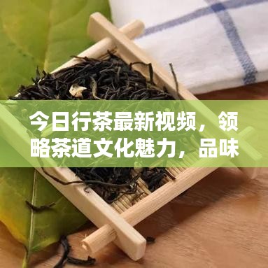 今日行茶最新視頻，領(lǐng)略茶道文化魅力，品味傳統(tǒng)韻味