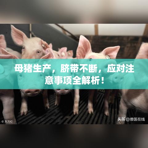 母豬生產(chǎn)，臍帶不斷，應(yīng)對注意事項全解析！