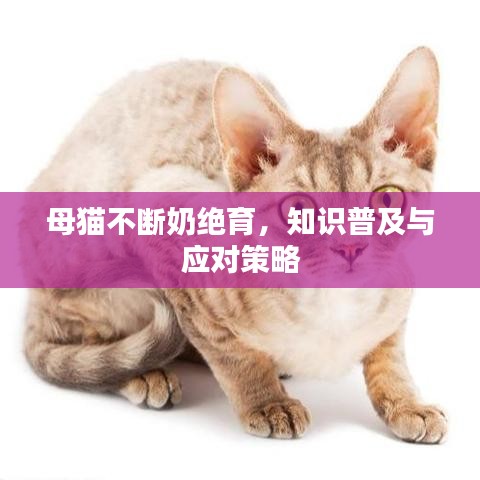 母貓不斷奶絕育，知識普及與應(yīng)對策略