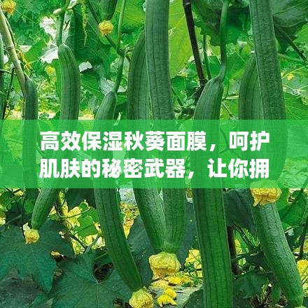 高效保濕秋葵面膜，呵護肌膚的秘密武器，讓你擁有水潤美肌