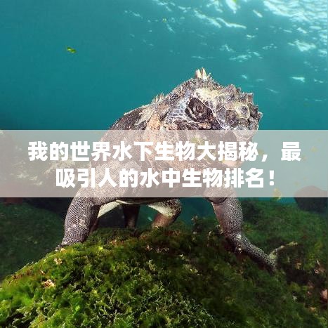 我的世界水下生物大揭秘，最吸引人的水中生物排名！