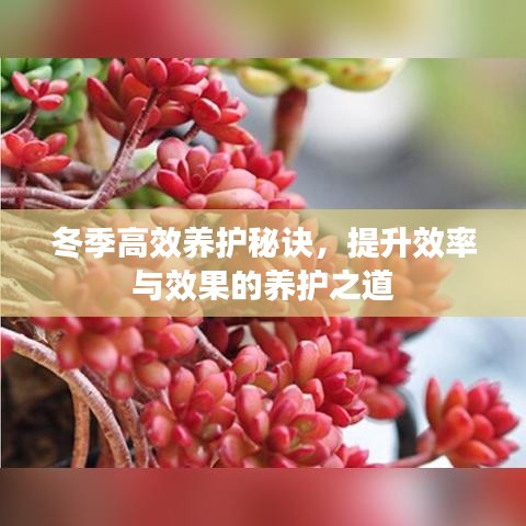 冬季高效養(yǎng)護秘訣，提升效率與效果的養(yǎng)護之道