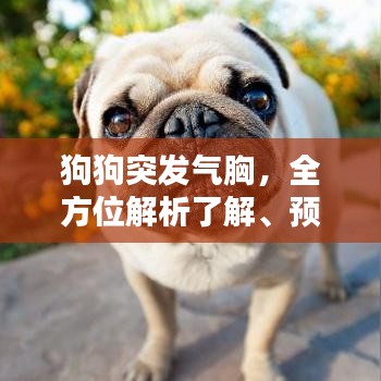 狗狗突發(fā)氣胸，全方位解析了解、預(yù)防與治療措施