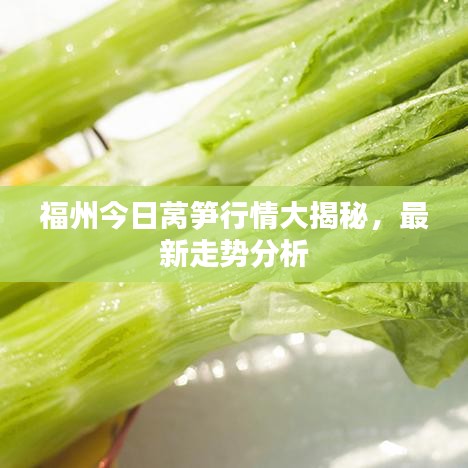 福州今日萵筍行情大揭秘，最新走勢(shì)分析