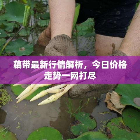 藕帶最新行情解析，今日價格走勢一網(wǎng)打盡